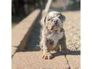 Bulldog Puppy for sale in Fresno, OH, USA