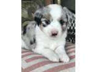 Miniature Australian Shepherd Puppy for sale in New Waverly, TX, USA
