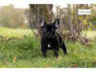 French Bulldog Puppy for sale in Fort Wayne, IN, USA