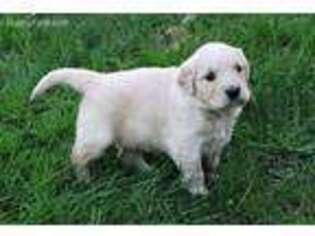 Mutt Puppy for sale in Lexington, IN, USA