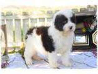Mutt Puppy for sale in New Florence, MO, USA