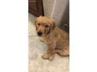 Golden Retriever Puppy for sale in Farmingville, NY, USA