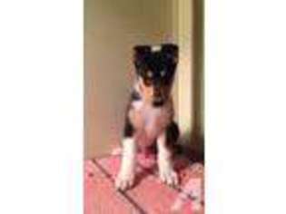 Collie Puppy for sale in BRAZIL, IN, USA