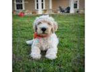 Labradoodle Puppy for sale in Dallas, TX, USA