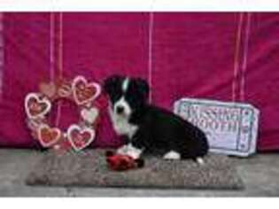 Cardigan Welsh Corgi Puppy for sale in De Graff, OH, USA
