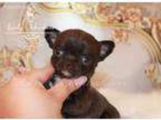 Chihuahua Puppy for sale in Houma, LA, USA