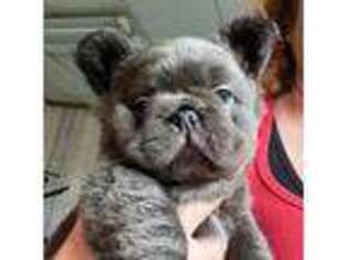 French Bulldog Puppy for sale in Smithfield, UT, USA