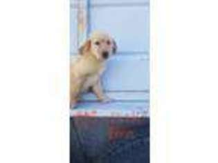 Golden Retriever Puppy for sale in Gering, NE, USA