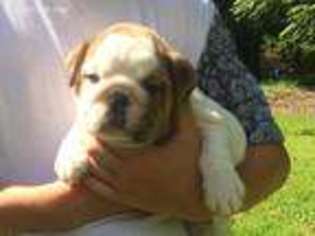 Bulldog Puppy for sale in Pomfret, MD, USA