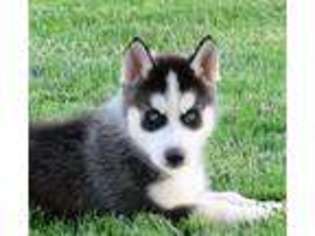 Siberian Husky Puppy for sale in Holmesville, OH, USA