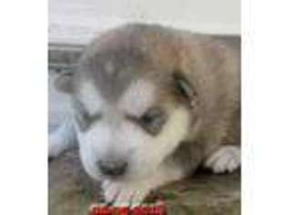 Alaskan Malamute Puppy for sale in Stillwater, OK, USA