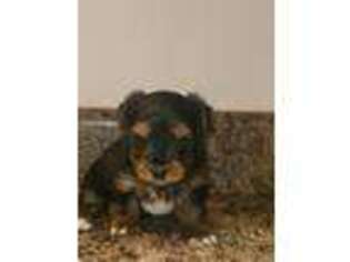 Yorkshire Terrier Puppy for sale in Columbus, GA, USA