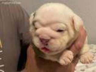 Bulldog Puppy for sale in Auburndale, FL, USA