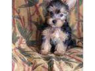 Yorkshire Terrier Puppy for sale in Imperial Beach, CA, USA