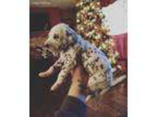 Dalmatian Puppy for sale in Louisville, KY, USA