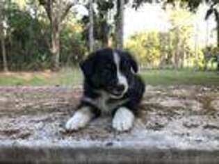Australian Shepherd Puppy for sale in Orlando, FL, USA