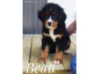 Bernese Mountain Dog Puppy for sale in Novinger, MO, USA