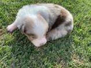 Australian Shepherd Puppy for sale in Oakdale, CA, USA