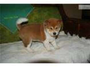 Shiba Inu Puppy for sale in Fort Smith, AR, USA