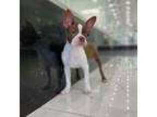 Boston Terrier Puppy for sale in Hialeah Gardens, FL, USA