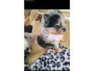 Pomeranian Puppy for sale in Thompsonville, MI, USA