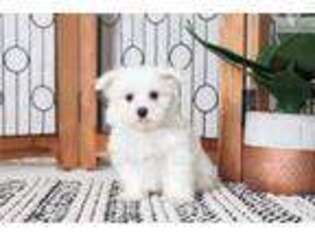 Maltese Puppy for sale in Fort Myers, FL, USA