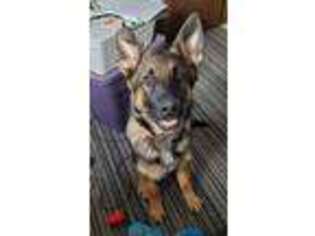 German Shepherd Dog Puppy for sale in Coon Rapids, MN, USA