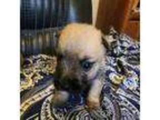 Cairn Terrier Puppy for sale in Daytona Beach, FL, USA