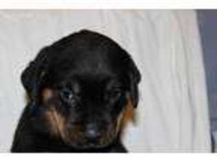 Rottweiler Puppy for sale in Newark, DE, USA