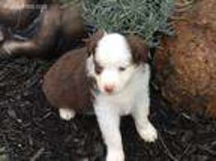 Miniature Australian Shepherd Puppy for sale in Jamestown, OH, USA