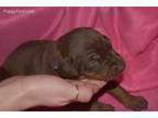 Doberman Pinscher Puppy for sale in Draper, VA, USA