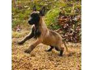 Belgian Malinois Puppy for sale in Mount Vernon, IL, USA