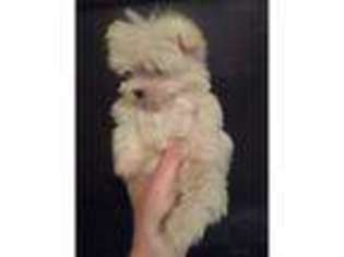 Maltese Puppy for sale in Hyde, Greater Manchester (England), United Kingdom