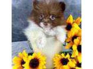 Pomeranian Puppy for sale in Magnolia, OH, USA