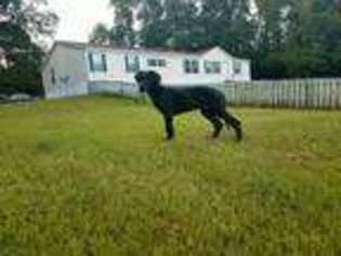 Great Dane Puppy for sale in Edwards, MS, USA