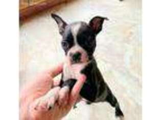 Boston Terrier Puppy for sale in Carbondale, IL, USA