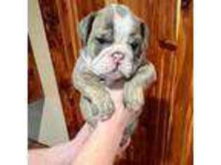 Bulldog Puppy for sale in Higden, AR, USA