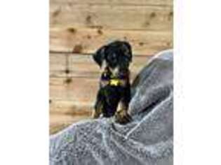 Doberman Pinscher Puppy for sale in Arlington Heights, IL, USA