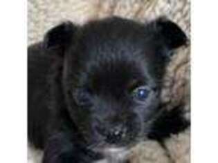 Chihuahua Puppy for sale in Killingworth, CT, USA