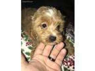 Cavapoo Puppy for sale in Cottageville, SC, USA