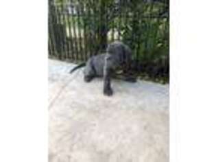 Neapolitan Mastiff Puppy for sale in San Antonio, TX, USA
