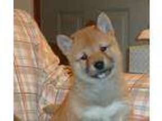 Shiba Inu Puppy for sale in Gladwin, MI, USA