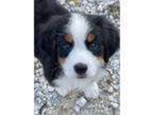 Bernese Mountain Dog Puppy for sale in Two Rivers, WI, USA