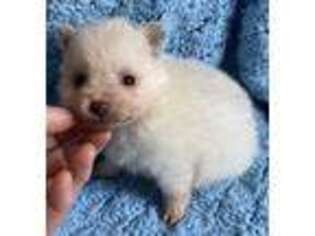 Pomeranian Puppy for sale in Coarsegold, CA, USA