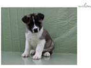 Akita Puppy for sale in Cleveland, OH, USA