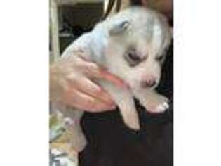 Siberian Husky Puppy for sale in Coachella, CA, USA
