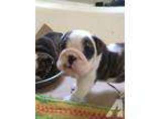 Bulldog Puppy for sale in PITTSBORO, NC, USA
