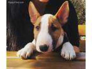 Bull Terrier Puppy for sale in Casper, WY, USA