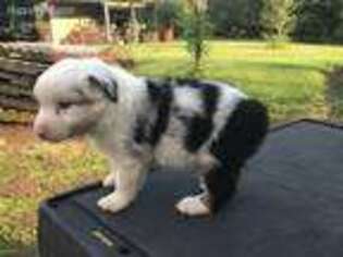 Australian Shepherd Puppy for sale in Mccomb, MS, USA