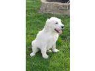 Labradoodle Puppy for sale in Saint Joe, IN, USA